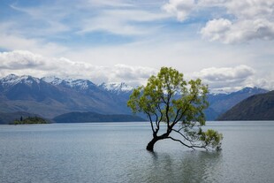 Persönlichkeitsentwicklung – Baum am Wasser vor Bergkulisse